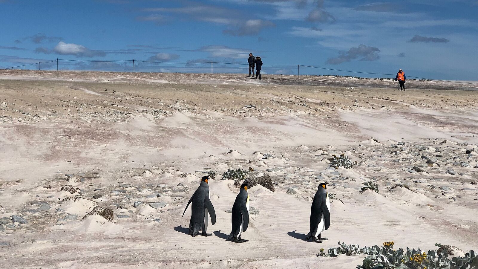 Drie koningspinguïns op een wit zandstrand op de Falklandeilanden, met bezoekers in de verte