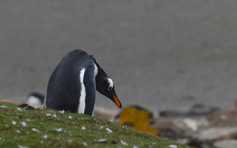 Ezelspinguïn met oranje snavel op een grasheuvel aan de kust van de Falklandeilanden