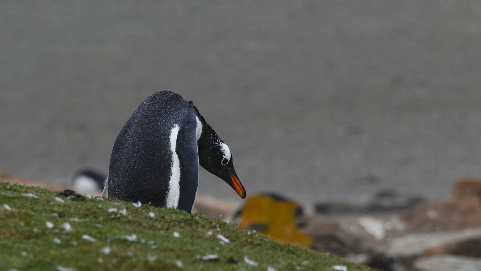 Ezelspinguïn met oranje snavel op een grasheuvel aan de kust van de Falklandeilanden