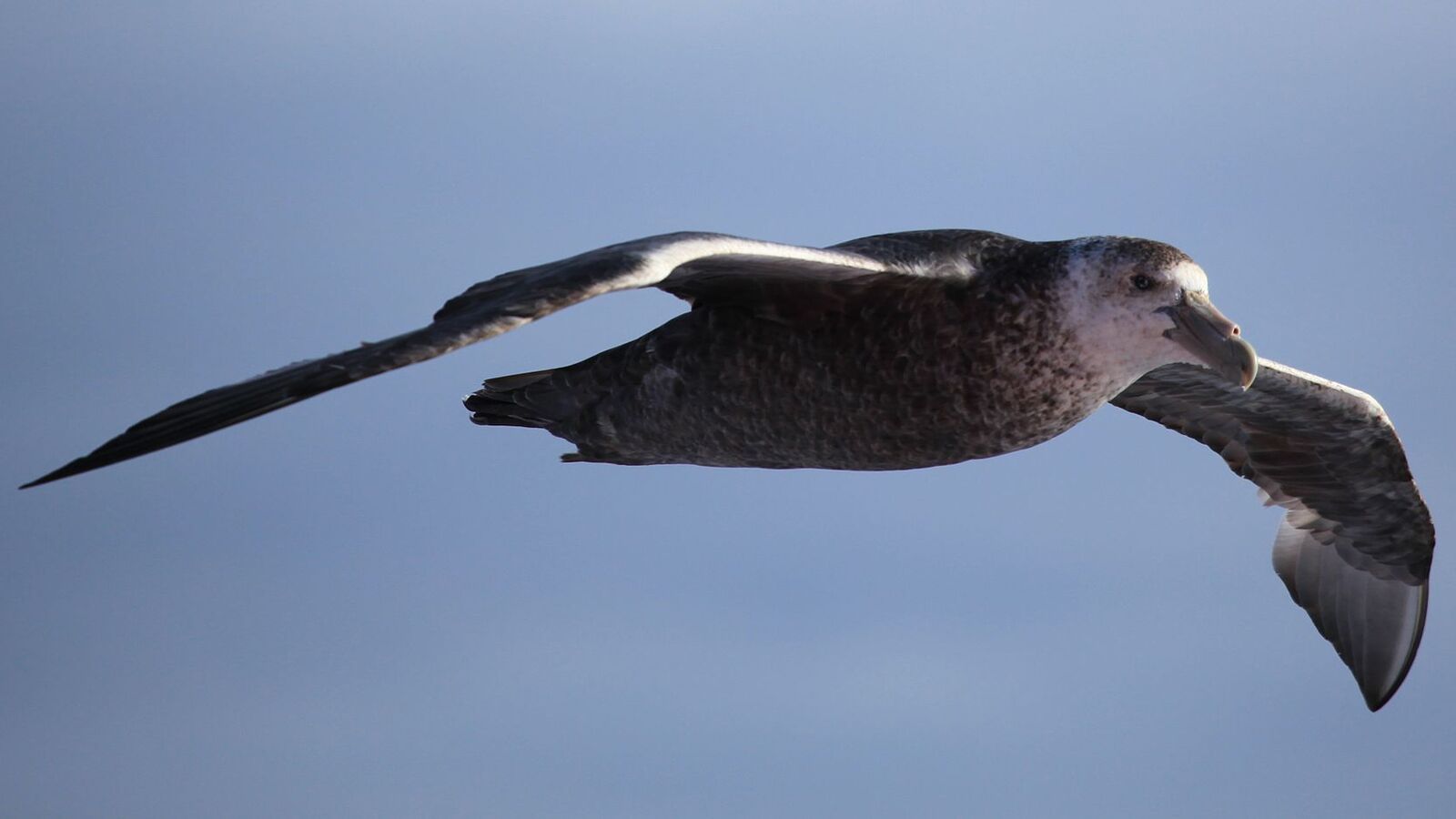Een reuzenstormvogel zweeft met gespreide vleugels laag boven de Drake Passage