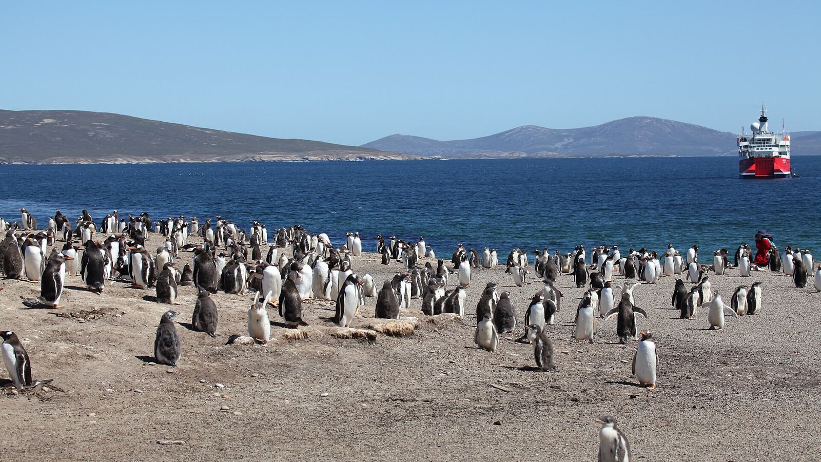 Honderden ezelspinguïns op een zandstrand van Saunders Island met een expeditieschip in de baai erachter