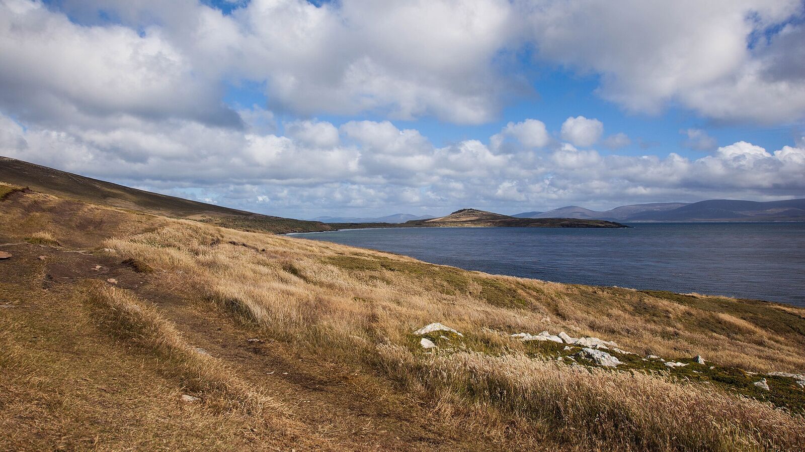 Glooiend geel grasland op Carcass Island met uitzicht op een blauwe baai en eilanden onder stapelwolken