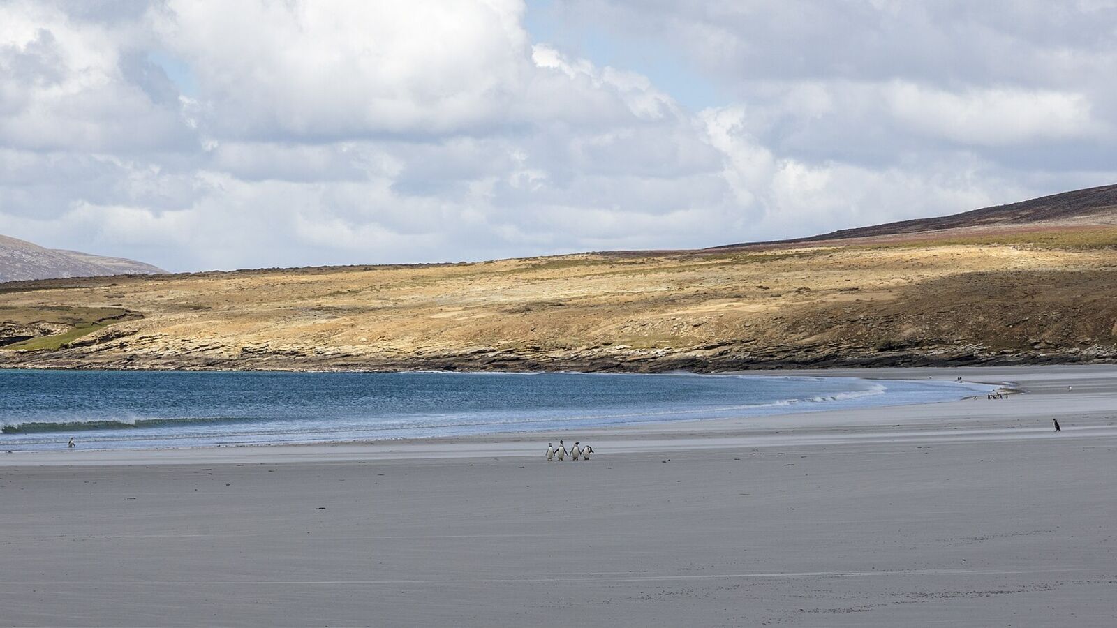 Breed zandstrand in een baai op Saunders Island met enkele Magelhaenpinguïns aan de waterlijn en glooiende heuvels
