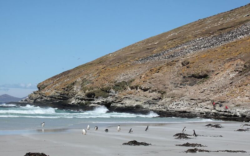 Strand op Saunders Island met ezelspinguïns en Magelhaenpinguïns, rotsspringers op de helling en albatrossen in de lucht