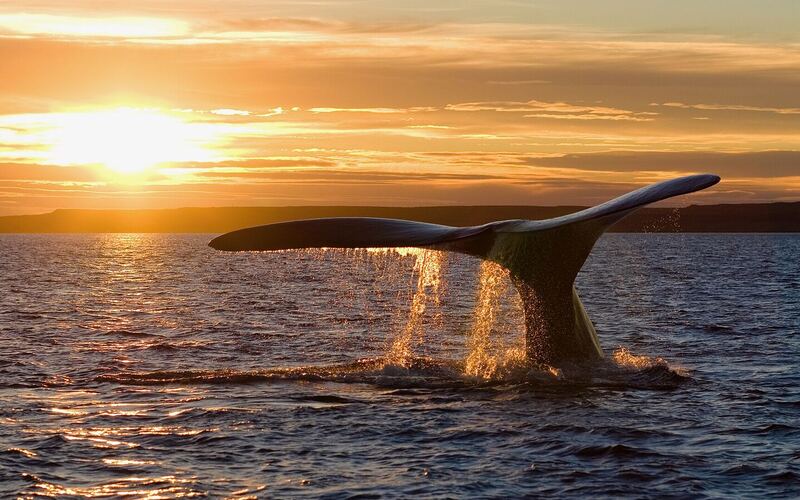 De staart van een zuidkaper boven het water van de Golfo Nuevo bij zonsondergang