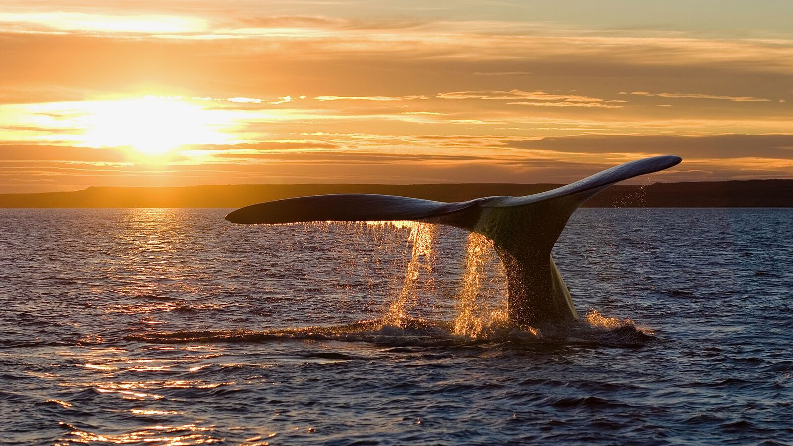 De staart van een zuidkaper boven het water van de Golfo Nuevo bij zonsondergang