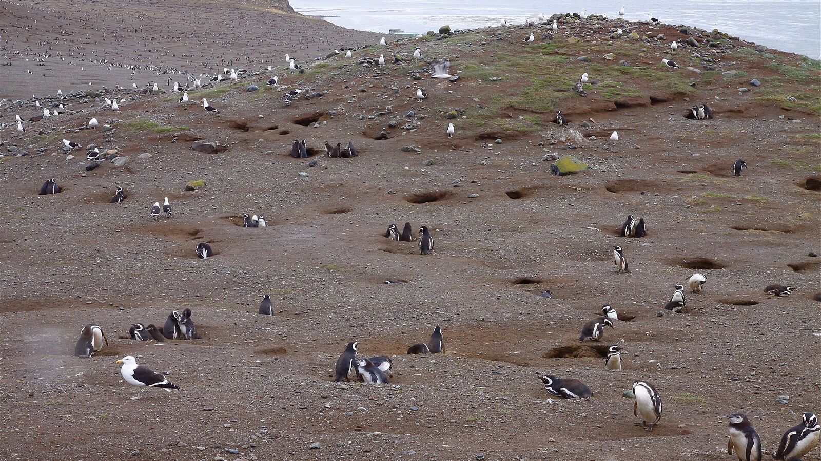 Honderden Magelhaenpinguïns tussen hun nestholen op Isla Magdalena