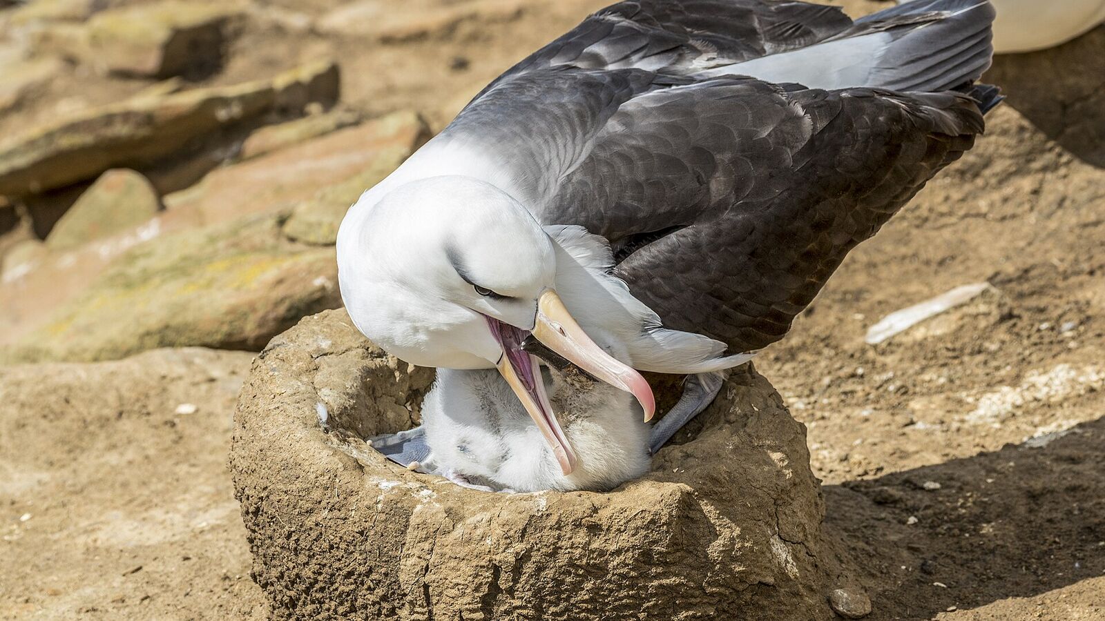 Wenkbrauwalbatros voedt een donzig kuiken op een hoog moddernest op Saunders Island