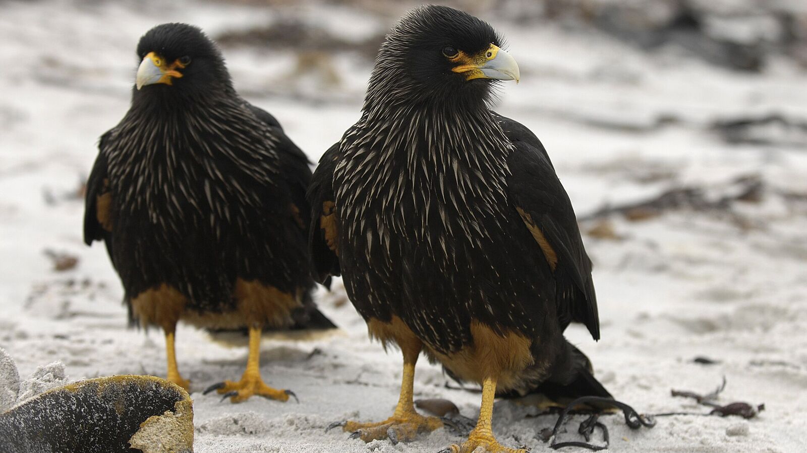 Twee nieuwsgierige Falklandcaracara's (Johnny Rooks) op het witte strand van Sea Lion Island