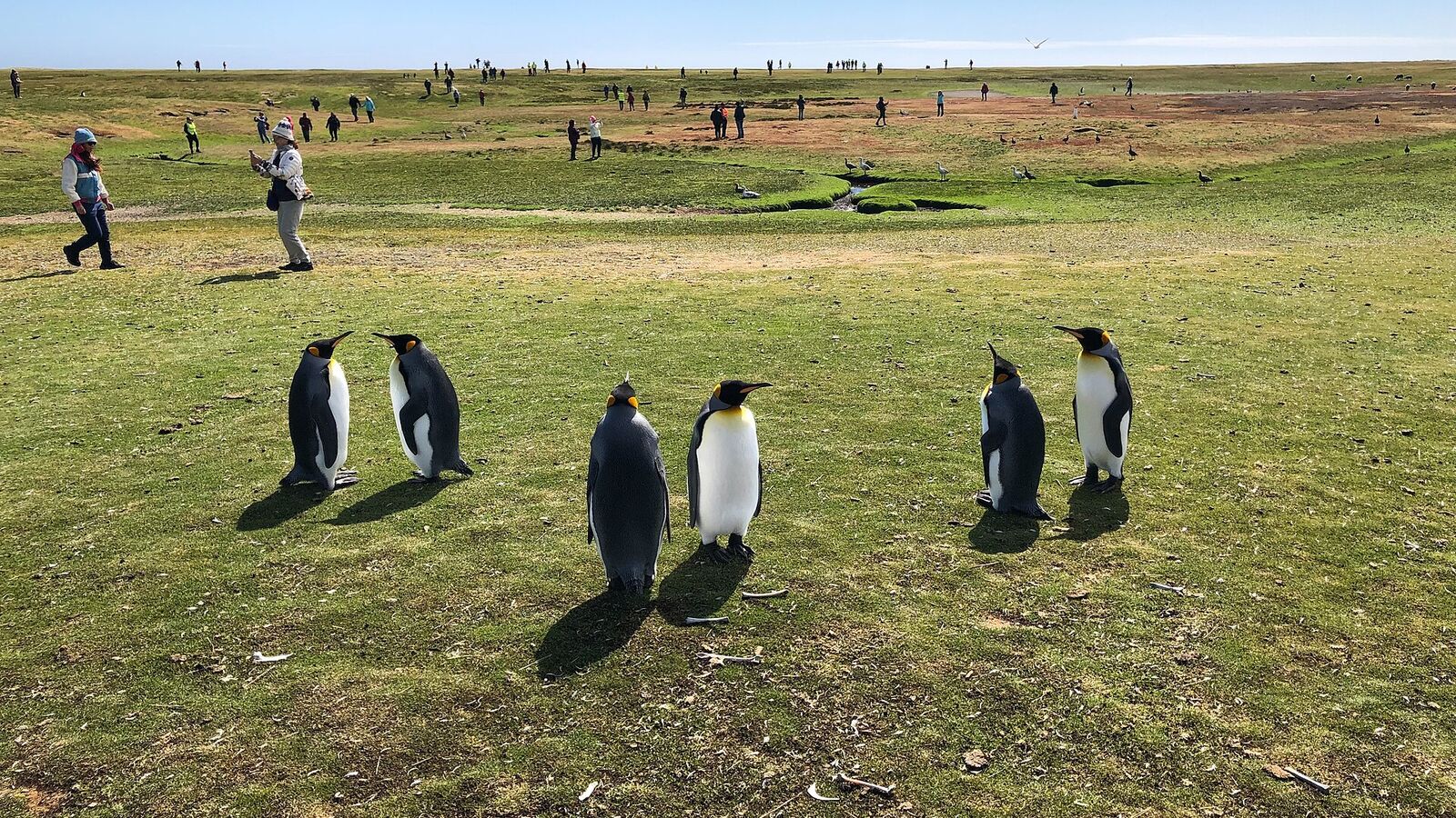 Groepje koningspinguïns op een groene vlakte op de Falklandeilanden, met bezoekers op afstand