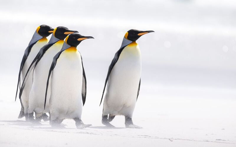 Groep koningspinguïns op het witte zandstrand van Volunteer Point op Oost-Falkland