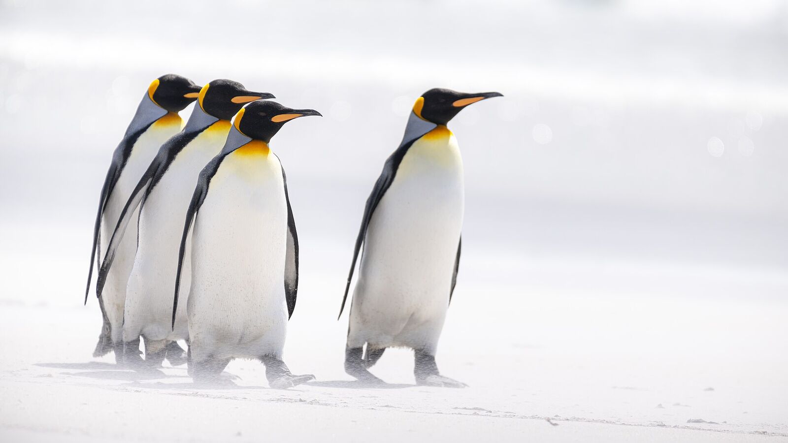 Groep koningspinguïns op het witte zandstrand van Volunteer Point op Oost-Falkland