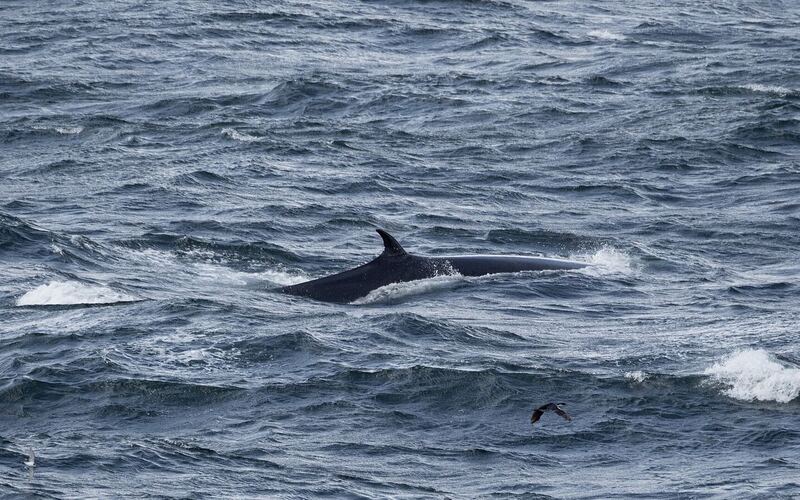 De donkere rug en rugvin van een noordse vinvis breken door het golvende blauwe water bij West Point Island