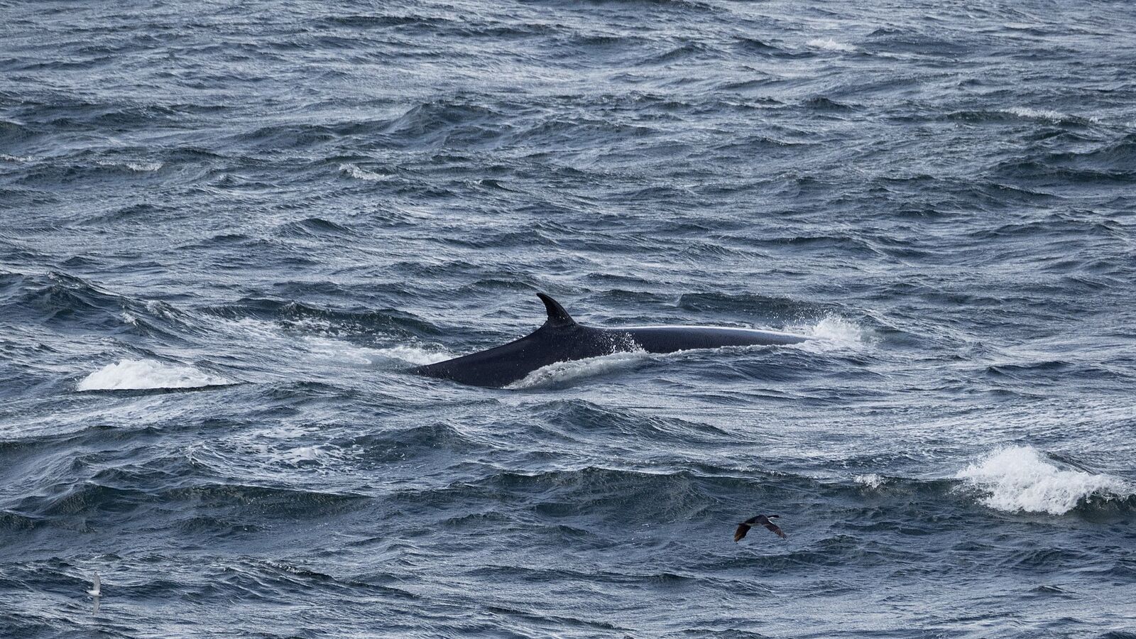 De donkere rug en rugvin van een noordse vinvis breken door het golvende blauwe water bij West Point Island