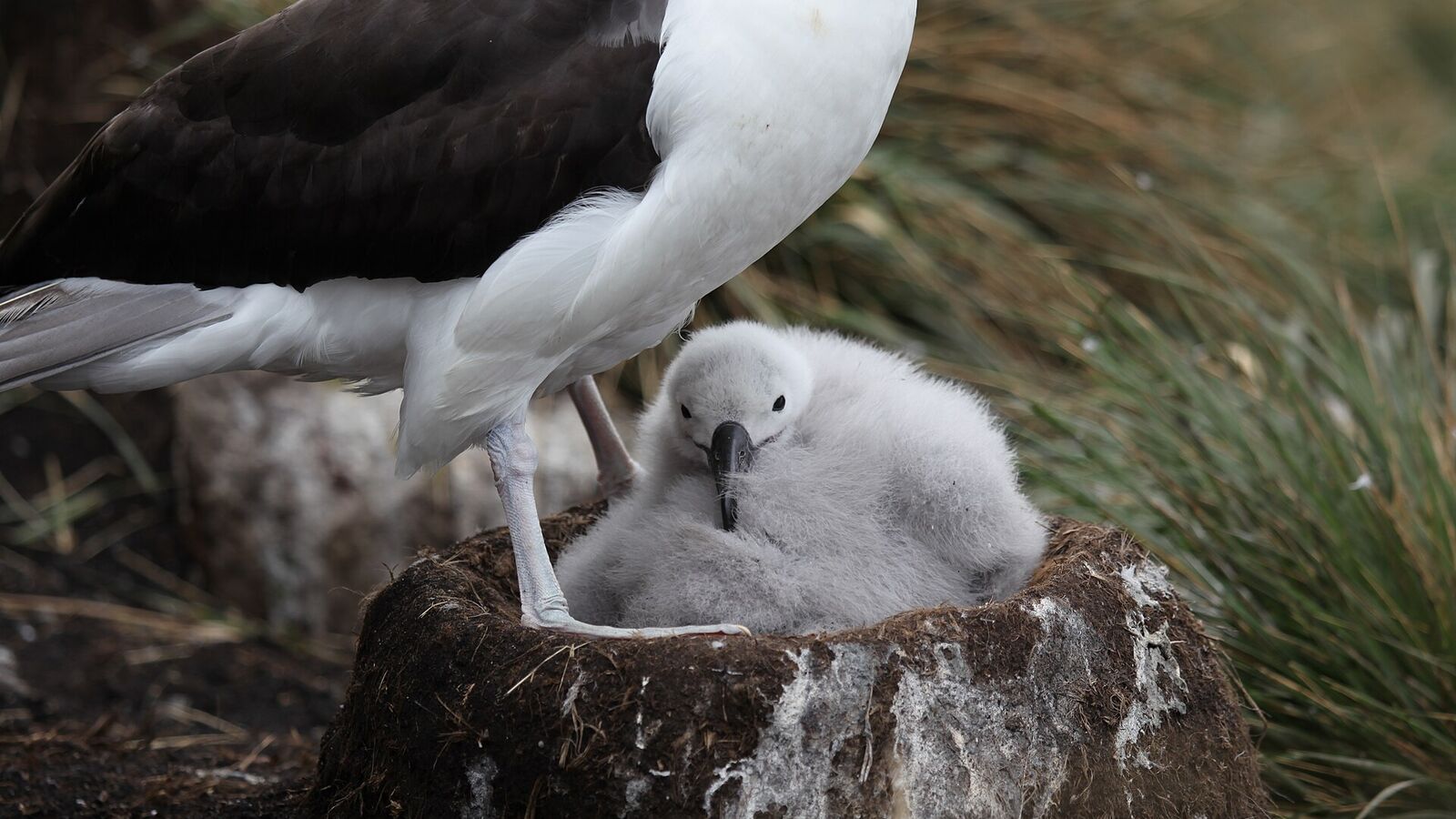 Een volwassen wenkbrauwalbatros staat bij een grijs donzig kuiken op een hoog nest van modder op West Point Island