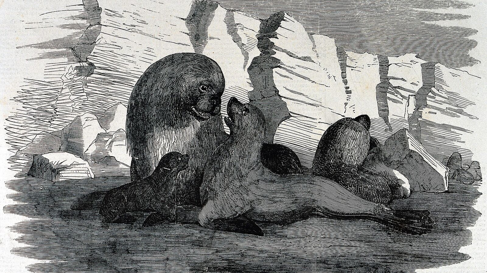 Negentiende-eeuwse houtgravure van een groep zeeleeuwen op een strand op de Falklandeilanden in de paartijd