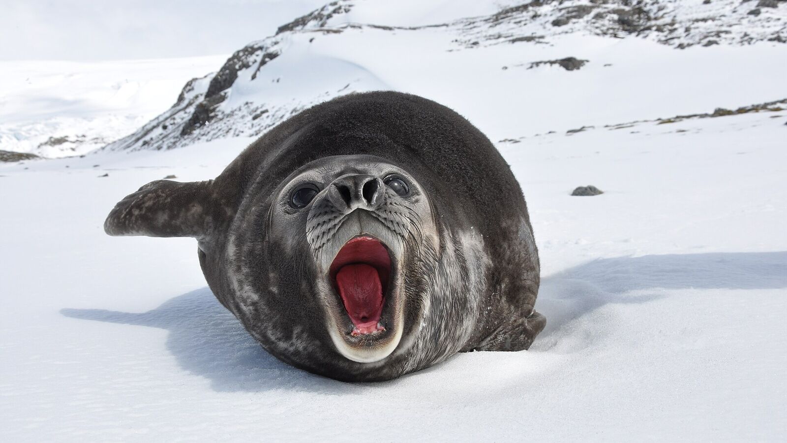 Een jonge zuidelijke zeeolifant ligt met wijd open bek op een besneeuwd strand